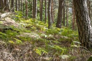 pendio di montagna boscoso con pini felci e aree sfocate foto