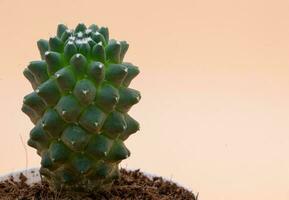 verde cactus nel un' pentola di terra su un' pesca sfondo. bianca macchie su il cactus. macro fotografia. foto nel alto qualità.