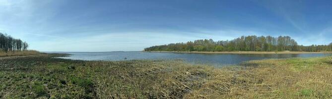 panorama di il lago, presto molla, paesaggio, giovane canne nel il primo piano foto