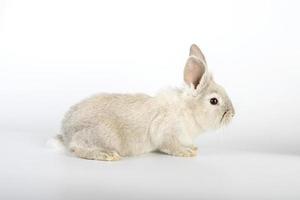 piccolo e dolce coniglio pasquale foto
