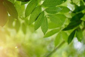 foglie di albero verde nella stagione primaverile foto