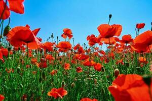 paesaggio con fioritura papavero fiori contro blu cielo foto