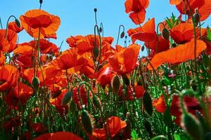 paesaggio con fioritura papavero fiori contro blu cielo foto