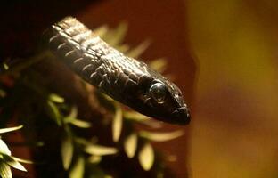 guardare in il occhio di un' boomslang serpente foto