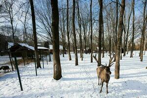 renna nel il zoo su un' soleggiato gelido inverno giorno nel il parco. foto