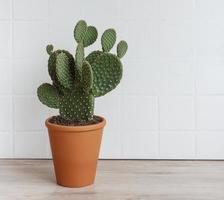 cactus opuntia in vaso foto