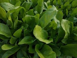 righe di verde spinaci su un' campo. alto qualità foto