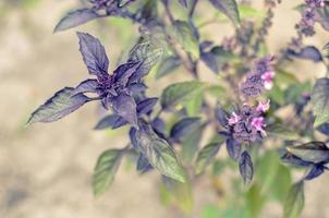 ypung foglie di basilico viola e fiori in primavera