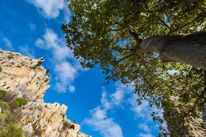 un albero vicino alle rovine del castello di saint hilarion in kyrenia a cipro foto