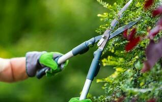 maschio caucasico giardiniere Rifinitura impianti con cesoie foto