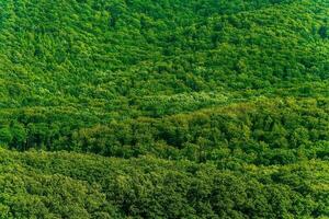 denso verde foresta sfondo foto