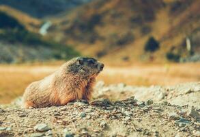 vicino su di marmotta nel natura. foto