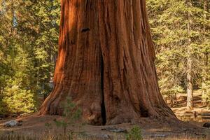 sequoia gigante foto