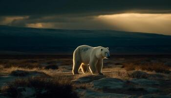 maestoso artico mammifero in piedi nel a distanza inverno paesaggio, retroilluminato tramonto generato di ai foto