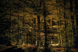 panoramico autunno foresta a notte foto