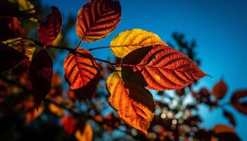 vivace autunno acero albero, Multi colorato foglie, bellezza nel natura generato di ai foto