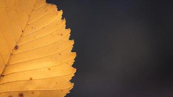 foglia d'autunno giallo su uno sfondo sfocato di autunno foto