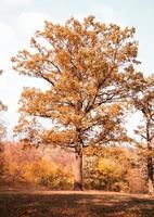 quercia solitaria su un prato in autunno foto