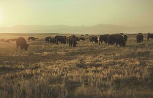 mandria di Colorado americano bisonti foto
