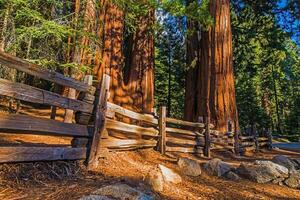 gigante sequoie posto foto