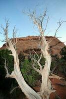 Utah morto albero foto