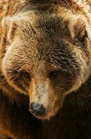 grizzly orso avvicinamento foto