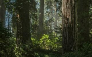 California panoramico sequoia antico foresta foto