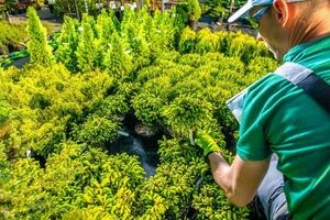 giardiniere guardare per migliore giardino roccioso impianti per il suo progetto foto