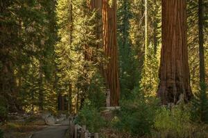 sequoie nazionale parco posto foto