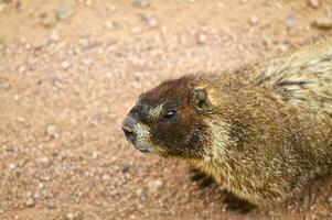 panciuto marmotta avvicinamento foto