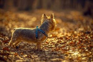 australian silky terrier foto