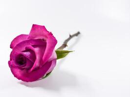 rosa con stelo e vaso foto