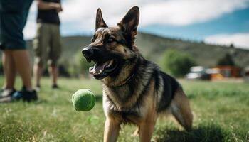 giocoso Tedesco pastore gode estate palla gioco generato di ai foto