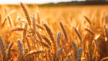 Grano campo. bellissimo natura tramonto paesaggio. sfondo di maturazione orecchie di Grano campo. etichetta arte design. generativo ai. foto