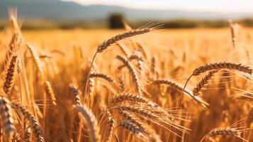 Grano campo. bellissimo natura tramonto paesaggio. sfondo di maturazione orecchie di Grano campo. etichetta arte design. generativo ai. foto