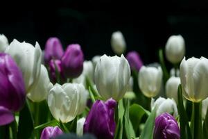 viola e bianca tulipani nel il giardino foto