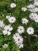 margherita fiore nel giardino foto