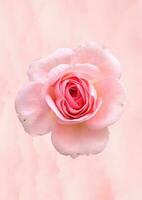 fiore sfondo con rosa colore foto