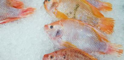 molti fresco Tilapia azienda agricola pesce mettendo e congelare su ghiaccio per vendita a pesce mercato o supermercato. animale per cibo, ingrediente e cucinando concetto foto