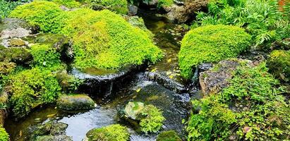 bellissimo piccolo cascata con verde muschio e albero per sfondo. bellezza di natura e naturale sfondo foto