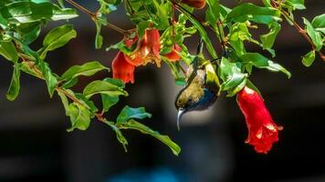 oliva sostenuta uccello solare, dal ventre giallo sunbird arroccato su albero foto