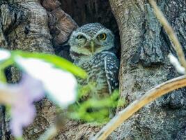 macchiato gufo nel albero cavo foto