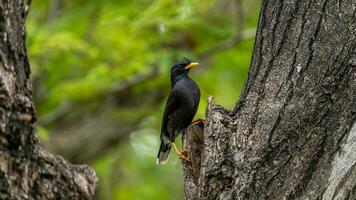 bianco ventilato myna arroccato su albero foto