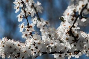 fiori di prugna ciliegia con petali bianchi foto