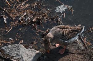 stormo di oche selvatiche che mangiano nel fiume sporco foto