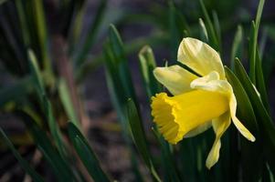 primo piano giallo narcisi su sfondo sfocato foto