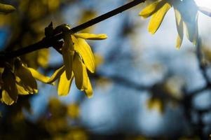 primi fiori gialli del primo piano di forsizia foto