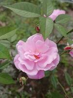 fioritura rosa inglese rosa Maria wallace arrampicata rosa cespuglio foto