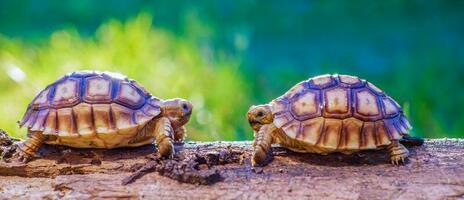 vicino su di Due sulcata tartaruga o africano spronato tartaruga classificato come un' grande tartaruga nel natura, superiore Visualizza di coppia bellissimo bambino africano sperone tartarughe su un' grande log foto