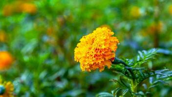 calendula fiori nel un' campo su un' giorno senza il sole agricolo campo con fioritura giallo fiori di calendula nel il campagna foto